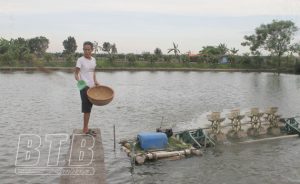 Giá cám cá tăng chưa từng có, giá cá trắm thịt ở Thái Bình còn có 42.000 đồng/kg, nông dân "chông chênh"